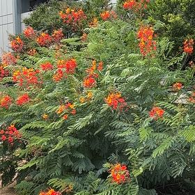 Photo of the plant species Red Bird Of Paradise by @QuickCoralspot named Beckham on Greg, the plant care app