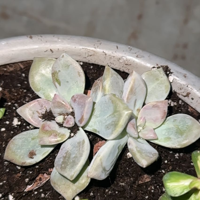 Photo of the plant species Graptopetalum 'Marquise de Sevigne' by @GoldYellowrose named Huckleberry Fern on Greg, the plant care app