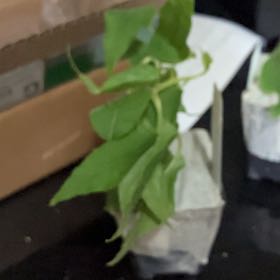 Photo of the plant species Hardy Kiwi Vine by @WizardRosemary named Price plastic on Greg, the plant care app