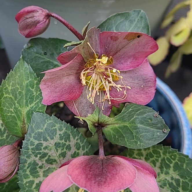 Photo of the plant species Christmas Rose by @WholeFrogfruit named Prince on Greg, the plant care app