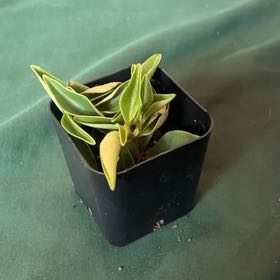 Photo of the plant species Prayer Pepper by @ChosenRedalder named Girlfrond on Greg, the plant care app