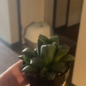Photo of the plant species Haworthia mirabilis subsp. mundula by @MaestroBlueoak named Beckham on Greg, the plant care app