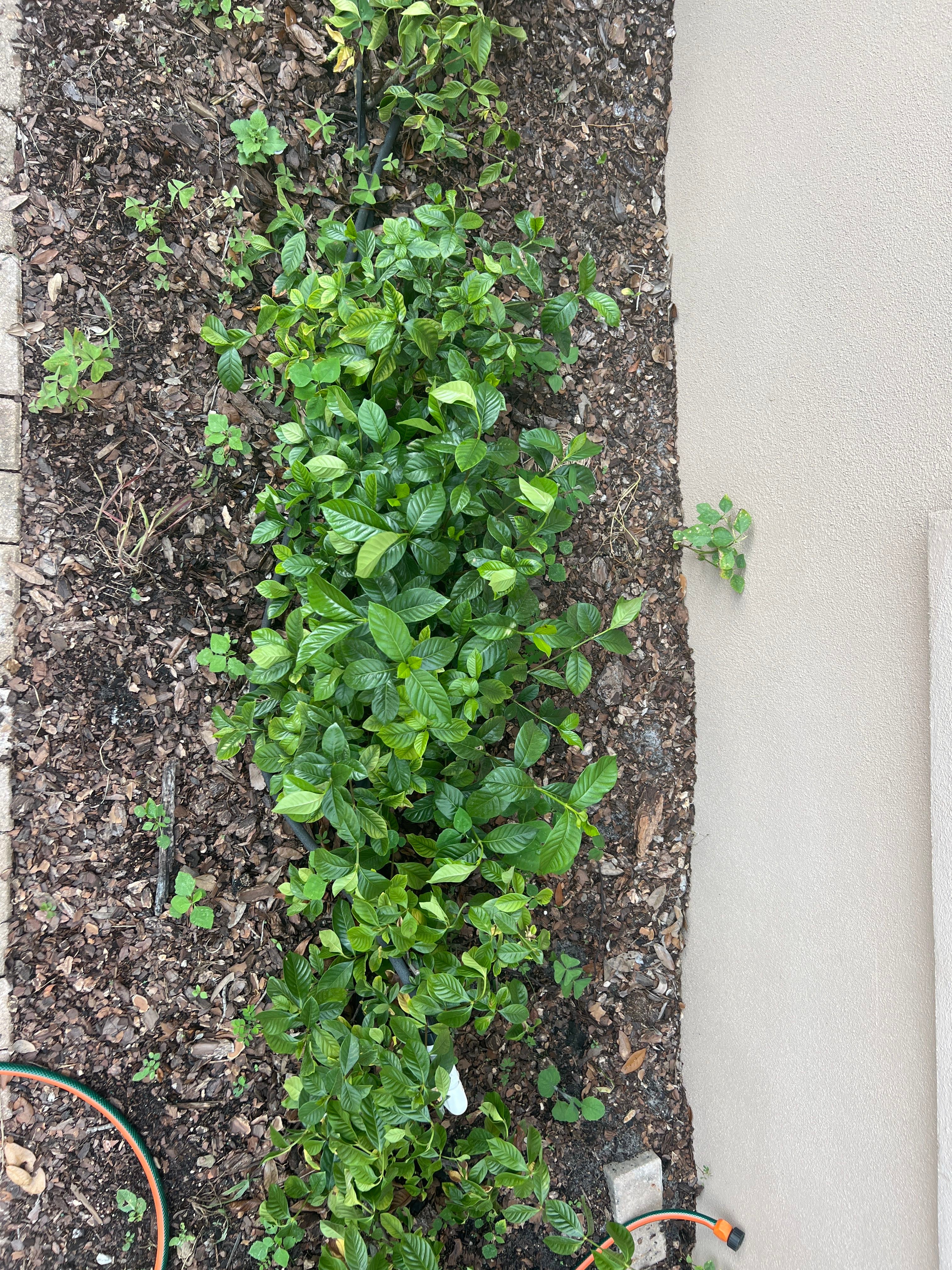 Spicy Gardenia Gardenia Plant Care Water, Light, Nutrients Greg App 🌱