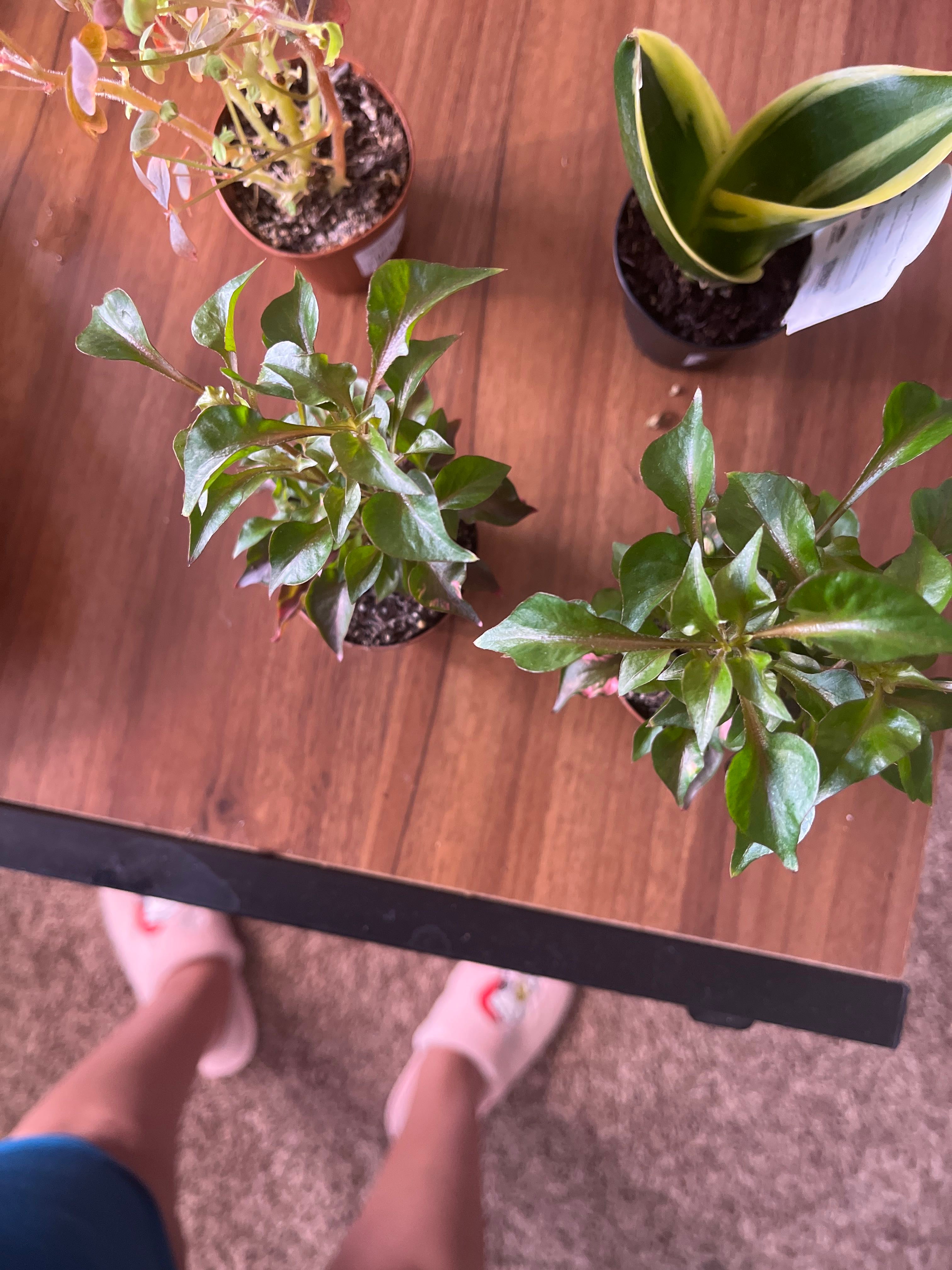 Best Climate for Alligatorweed Zones 7a13b 🐊