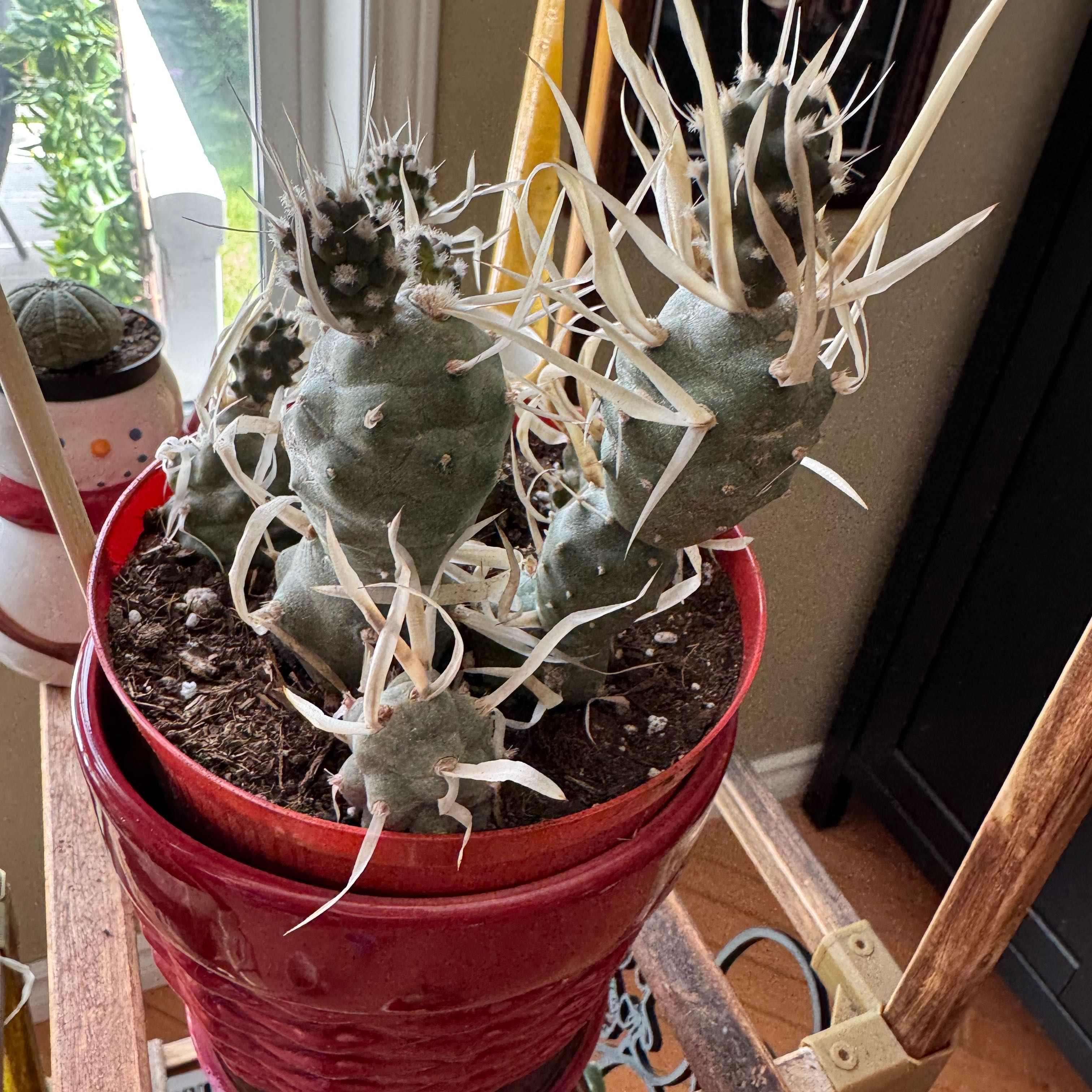 Photo of the plant species Paper Spine Cactus by @IconSwisscheese named Frizelle on Greg, the plant care app