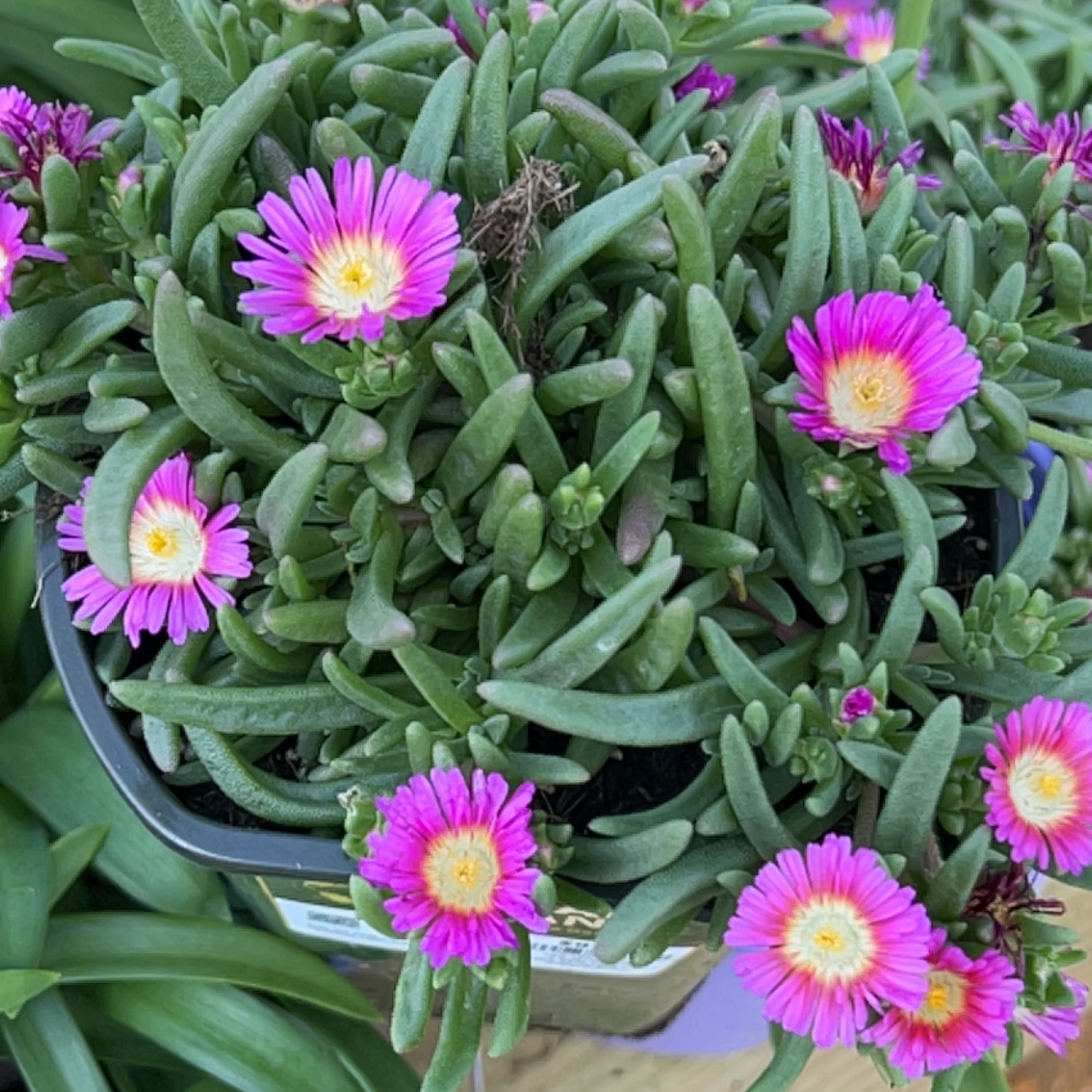 Healthy Purple Ice Plant with vibrant pink flowers and succulent green leaves.