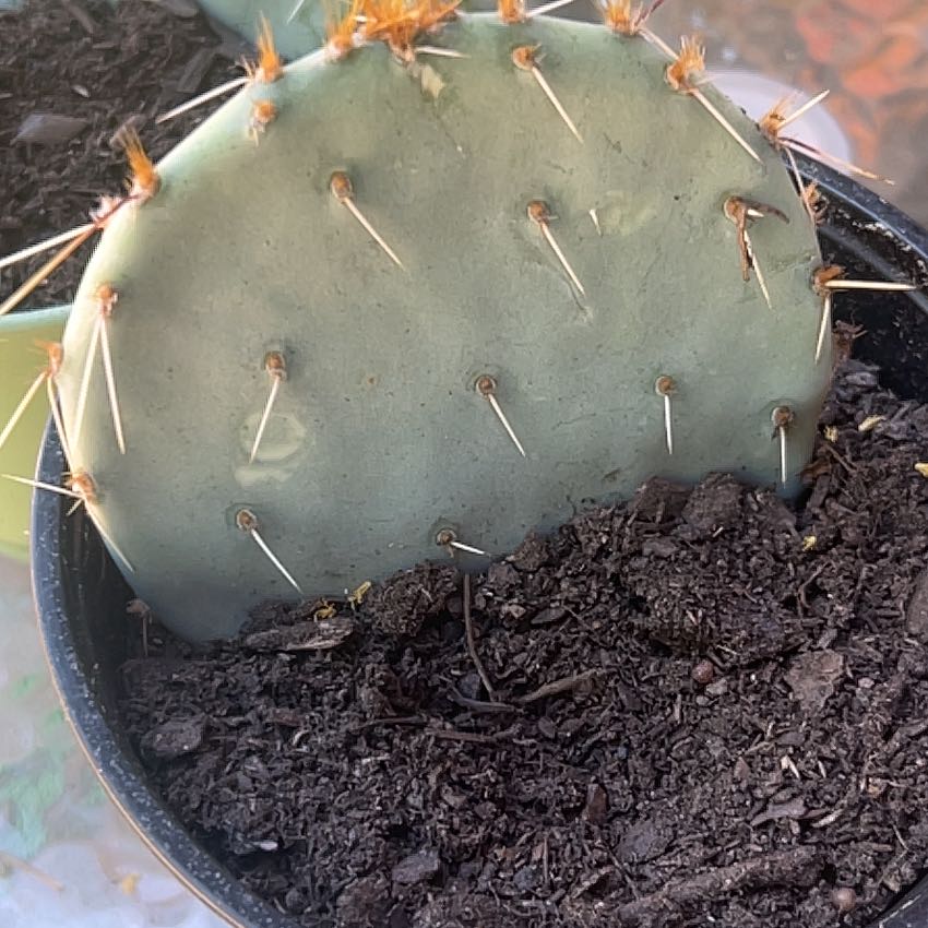 Brownspine Prickly Pear cactus in a pot with visible soil, appears healthy.