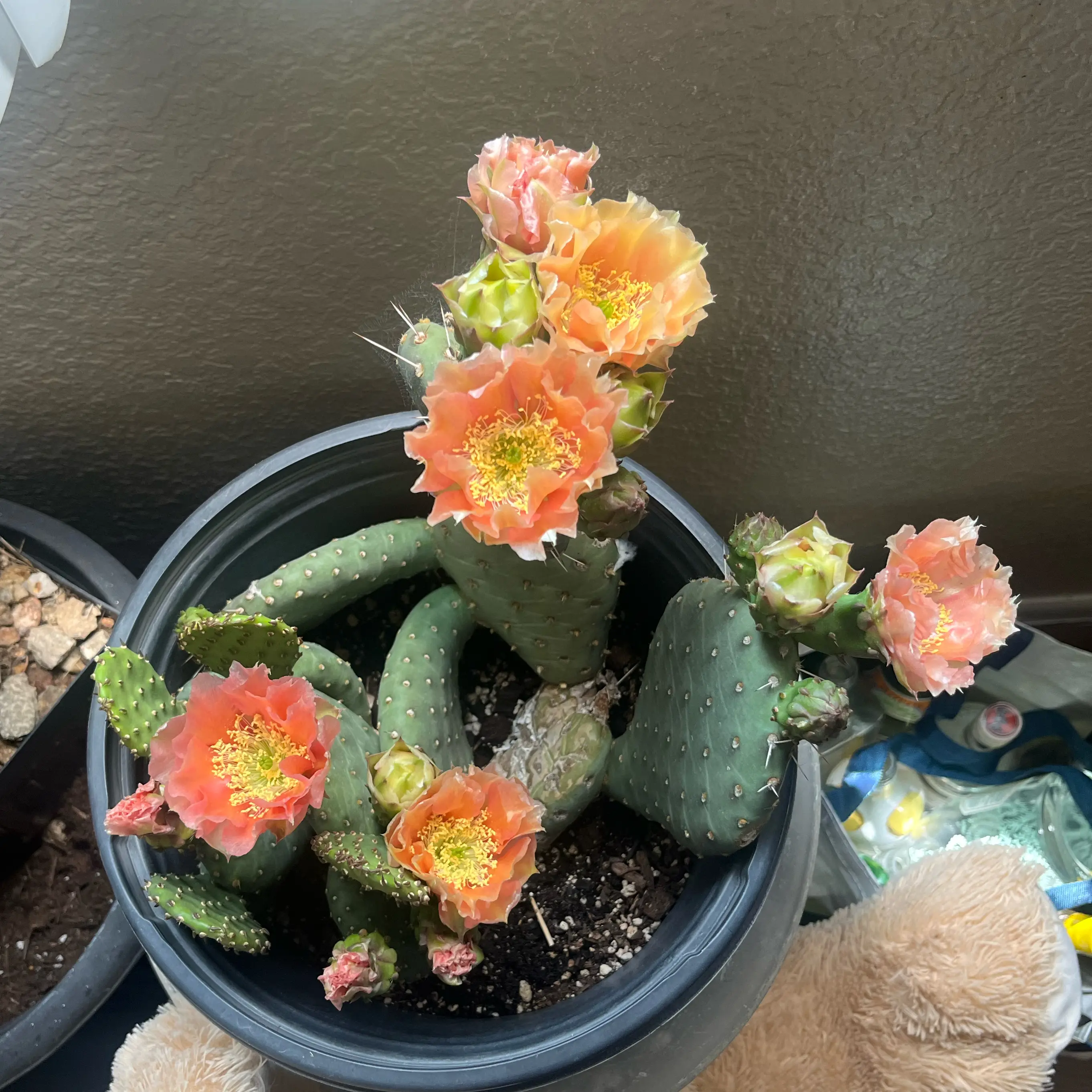 Photo of the plant species Apricot Glory Prickly Pear by @spikyyyy named Orlando Bloom on Greg, the plant care app