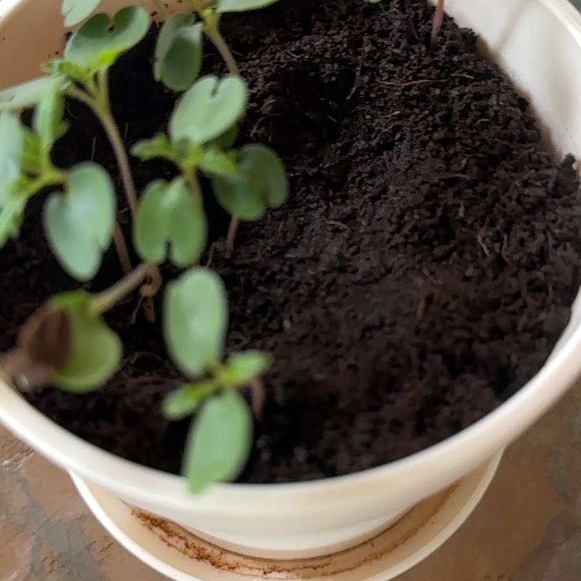 Photo of the plant species Bonzi by @PetWaterripple named Bella on Greg, the plant care app