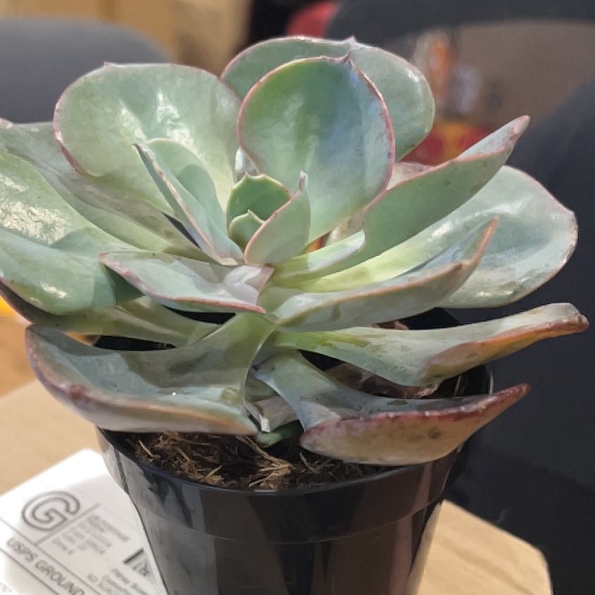 Photo of the plant species Echeveria by @FestalBogmyrtle named Wall-E on Greg, the plant care app