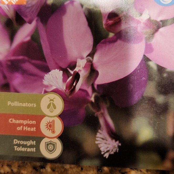 Photo of the plant species Sweet Pea Shrub 'Bibi Pink' by @UltraDragontree named Hemingway on Greg, the plant care app