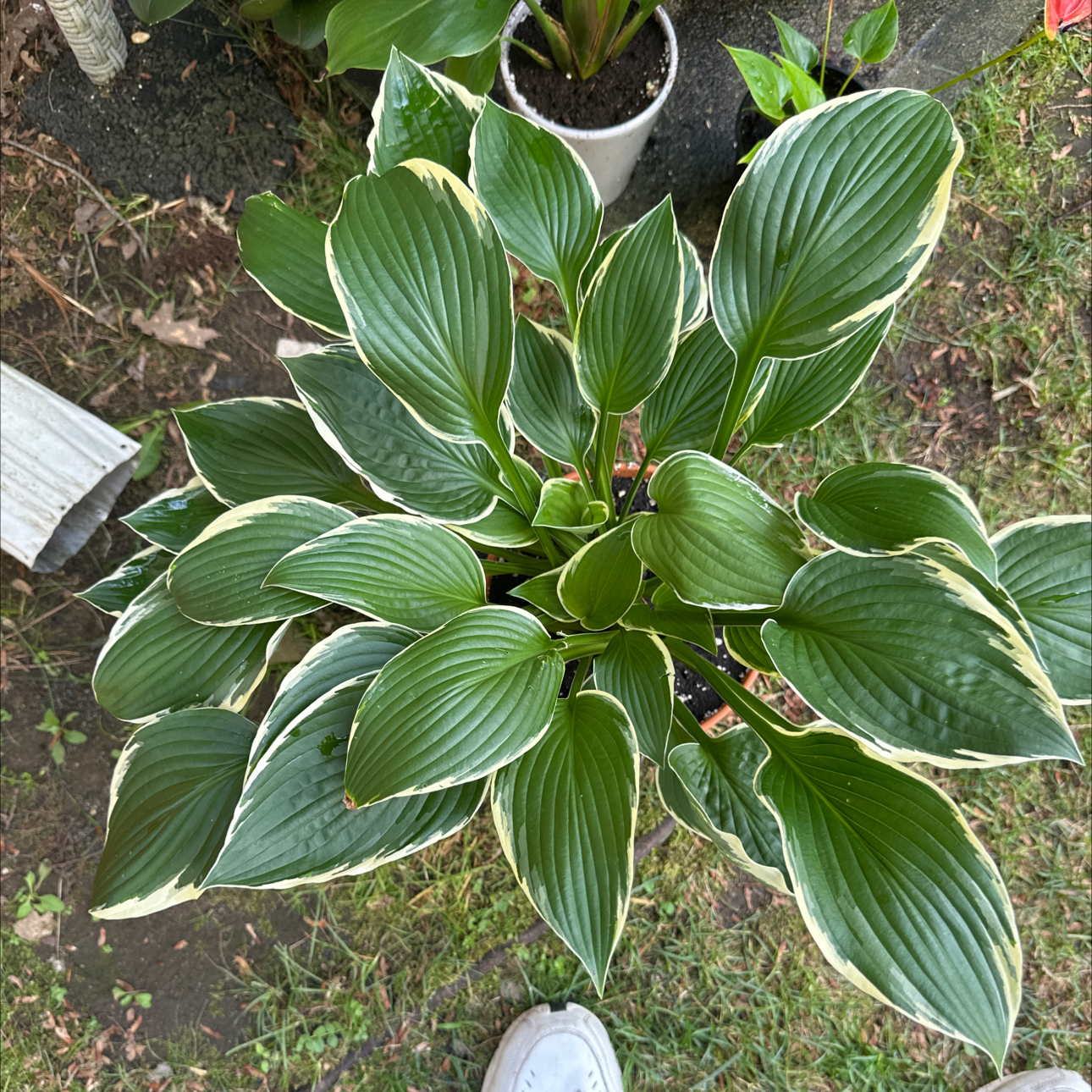 Photo of the plant species Francee Hosta by @ExemplaryPepper named Ulysses S Plant on Greg, the plant care app