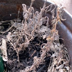 Photo of the plant species Anouk Supreme Spanish Lavender by @TimelySpeedwell named Daphne on Greg, the plant care app