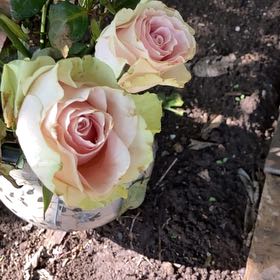 Photo of the plant species Eden Climbing Rose by @TimelySpeedwell named Zion on Greg, the plant care app