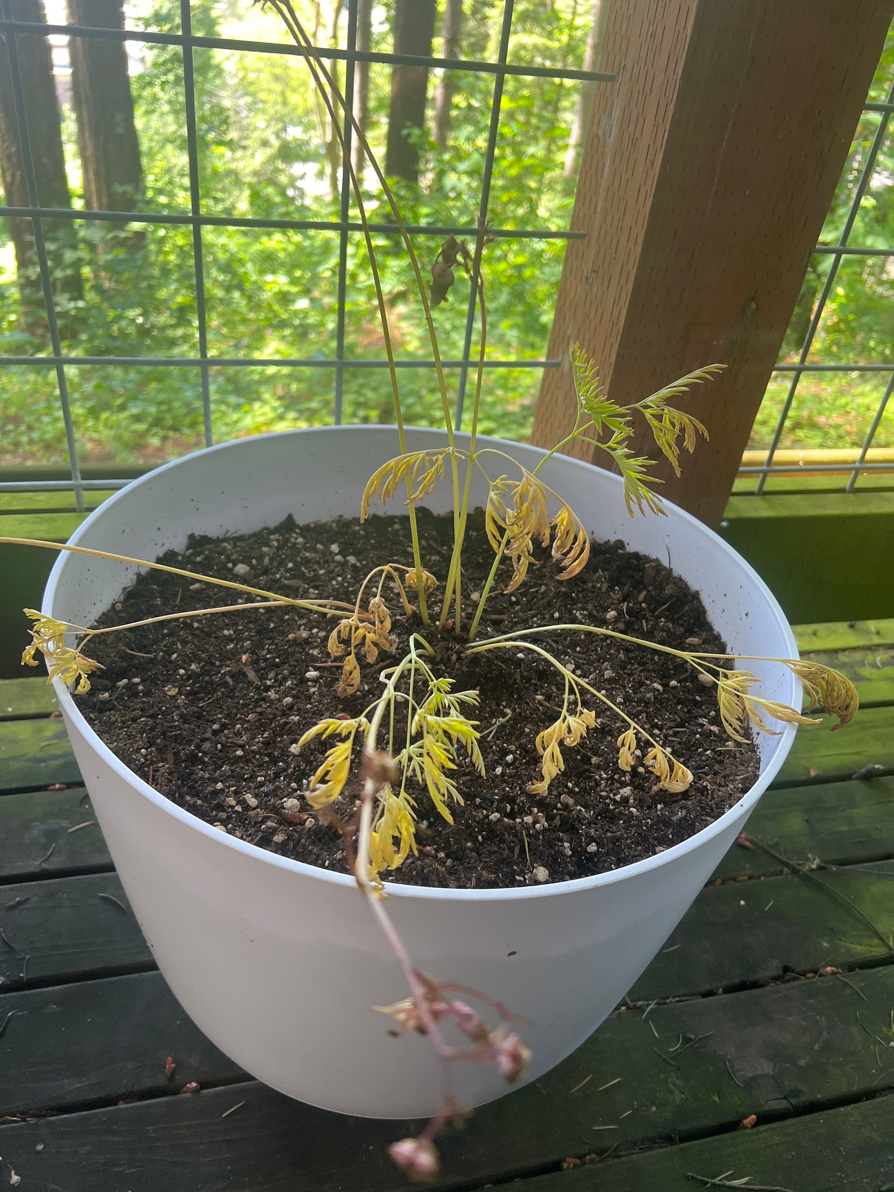 💖 ColdTolerant FernLeaf Bleeding Heart Hardiness Zones 3a9b