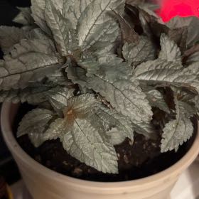 Photo of the plant species Silver Cloud Pilea by @Mar3bar3 named Lighter than Some on Greg, the plant care app