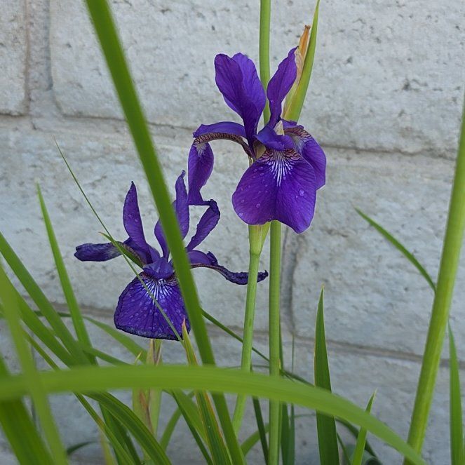 Photo of the plant species Siberian Iris by @WarmJubileeivy named Baba's Japanese iris on Greg, the plant care app