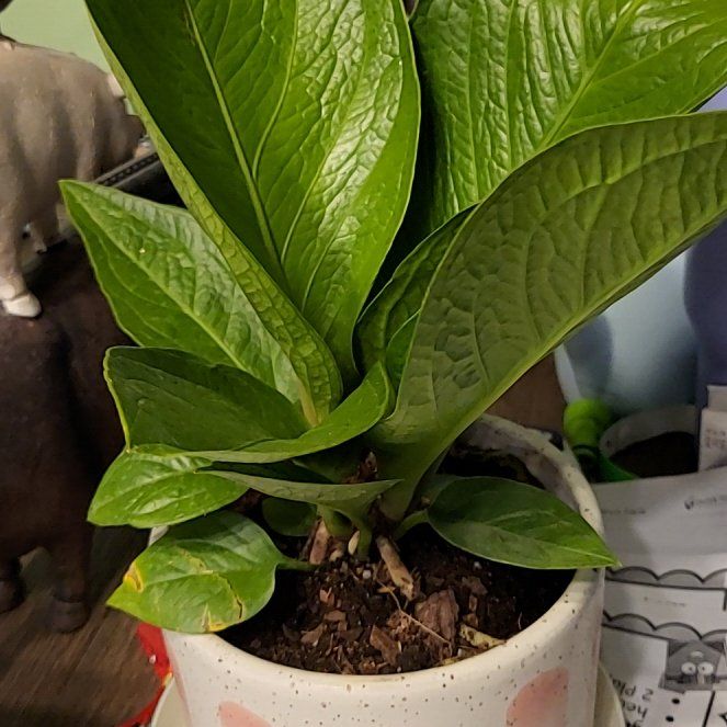 Photo of the plant species Lovely Green by @FunWinterberry named Bruce Lee on Greg, the plant care app
