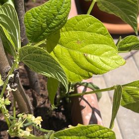 Photo of the plant species Common Bean by @DaintyMistystar named Denali on Greg, the plant care app