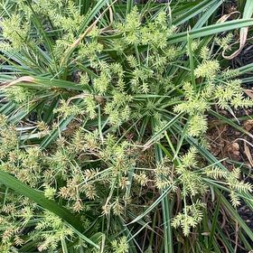 Photo of the plant species False Nutsedge by @GodlyCebenese named Rosa on Greg, the plant care app