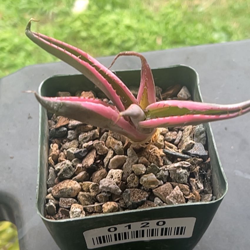 Photo of the plant species Agave guiengola 'Creme Brulee' by @SuperangelPeony named Rosa on Greg, the plant care app
