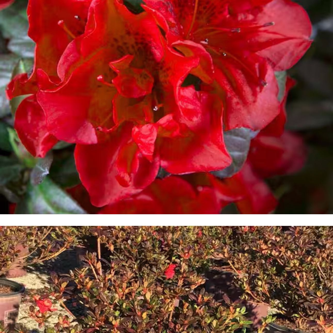 Photo of the plant species Encore Autumn Embers Azalea by @LargeForkedrush named Ronaldo on Greg, the plant care app