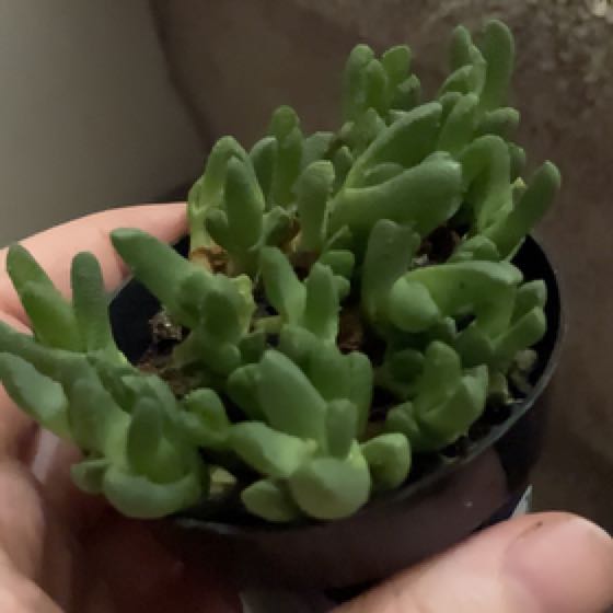 Photo of the plant species Kussingvygie by @ActiveBearsear named Fernie on Greg, the plant care app
