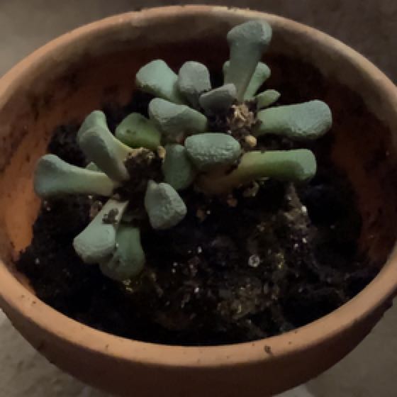 Photo of the plant species Living Stone by @ActiveBearsear named Achilles on Greg, the plant care app
