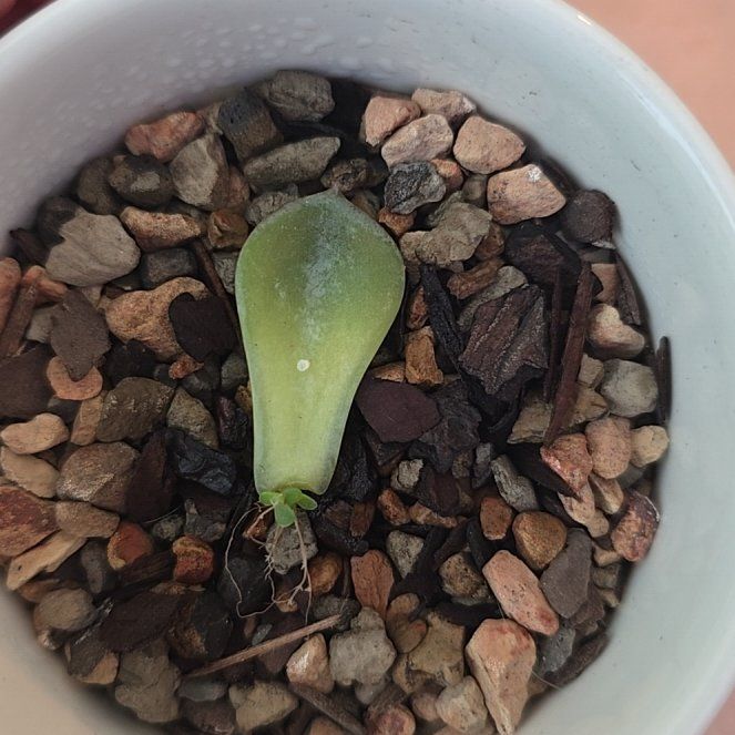 Photo of the plant species Echeveria 'Green Abalone' by @FastBonnydoon named Aristotle on Greg, the plant care app