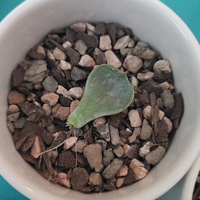 Photo of the plant species Echeveria x imbricata by @FastBonnydoon named Blu on Greg, the plant care app
