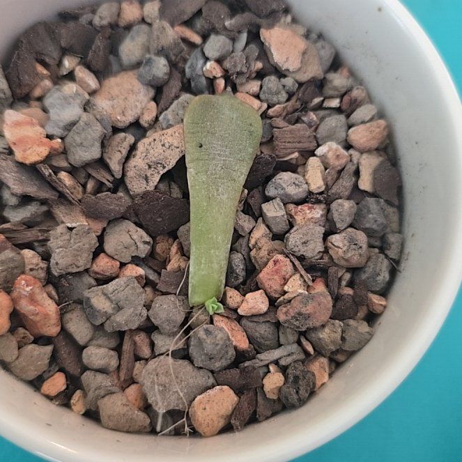 Photo of the plant species Violet Queen by @FastBonnydoon named Kylie on Greg, the plant care app