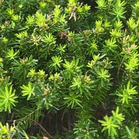 Photo of the plant species Japanese Yew by @ValorousCashew named Sage on Greg, the plant care app