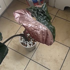 Photo of the plant species Alocasia Pink Serendipity by @KeyBluecohosh named Gregarious on Greg, the plant care app