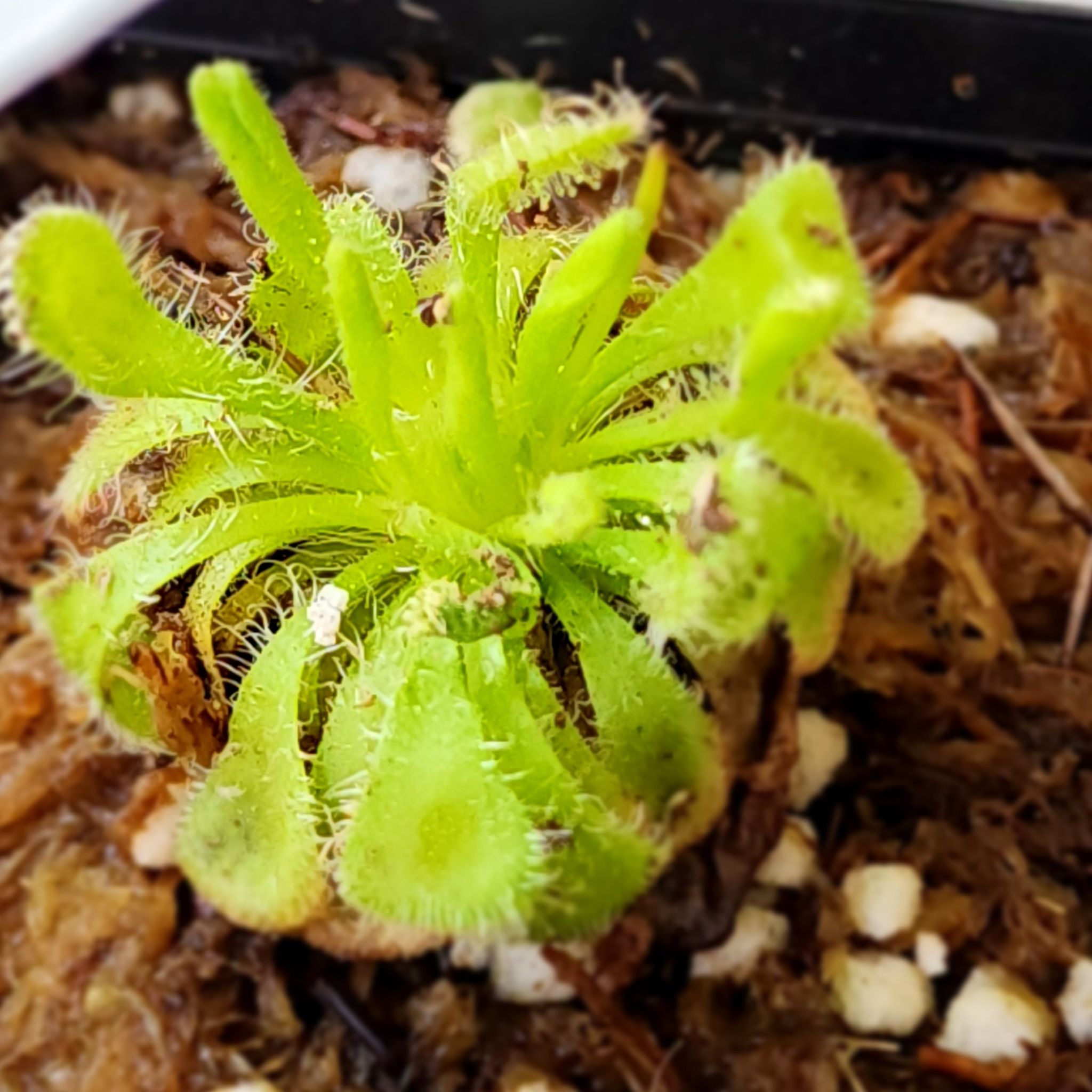 Photo of the plant species Pygmy Sundew by @KeenRosequartz named Sundew on Greg, the plant care app