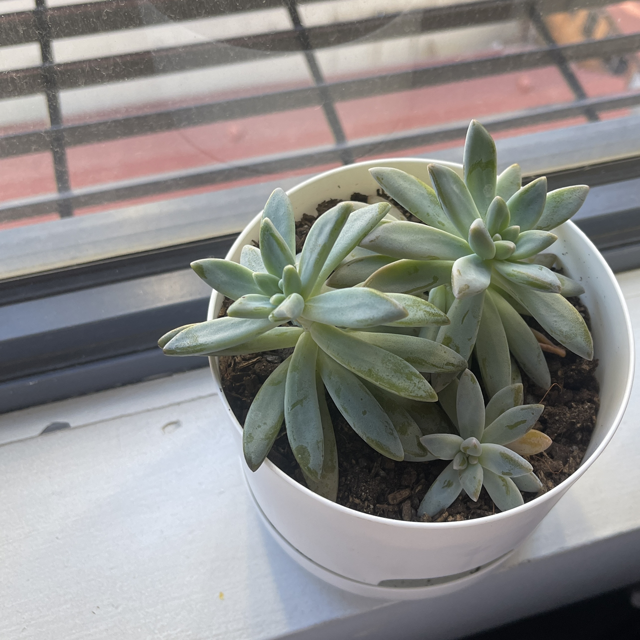 Pachyphytum hookeri succulent in a white pot on a windowsill.