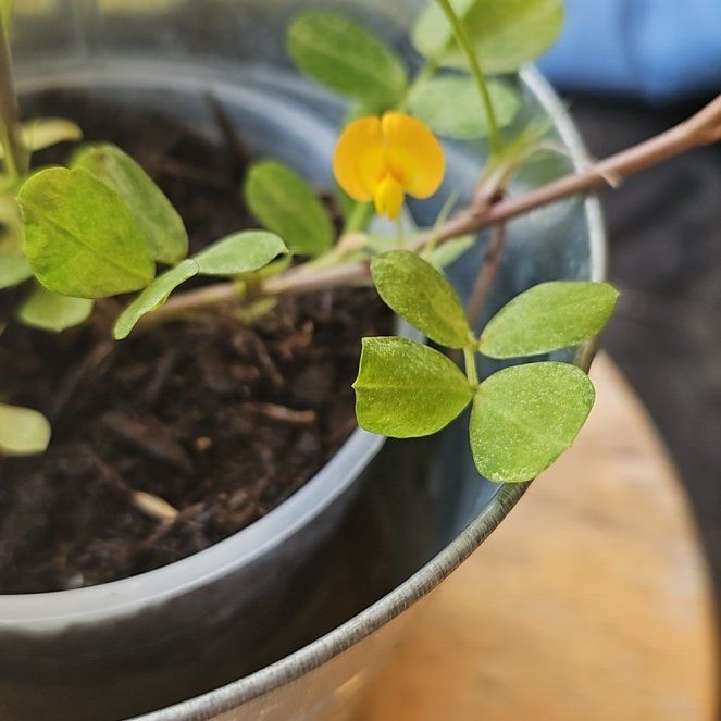 Photo of the plant species Pinto Peanut by @LavishBulrush named Apollo on Greg, the plant care app