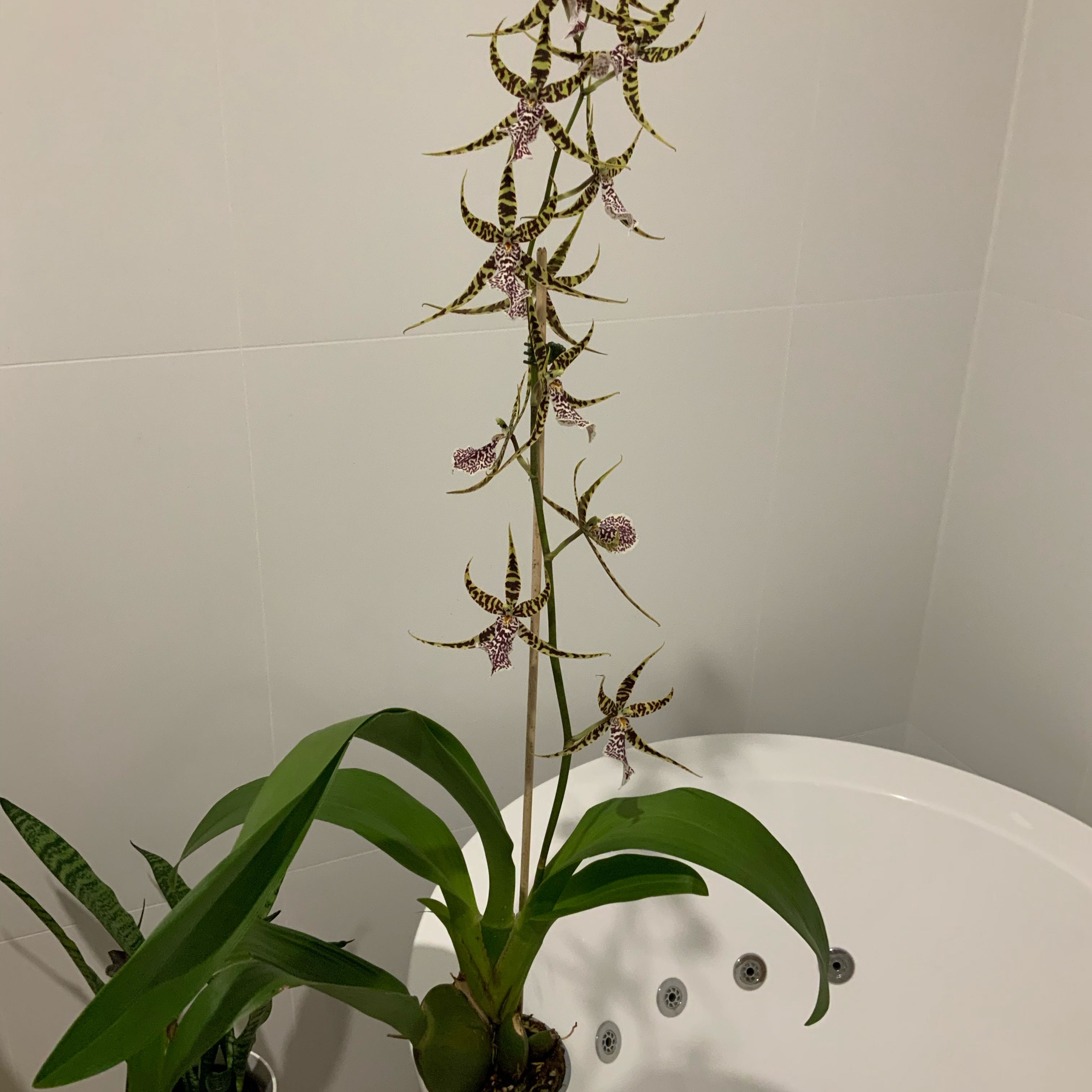 Photo of the plant species Unforgetable Oncidium by @WarmBeachrose named Bakerara orchid on Greg, the plant care app
