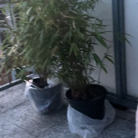 Photo of the plant species Hardy Bamboo by @GemFielddodder named Surya on Greg, the plant care app