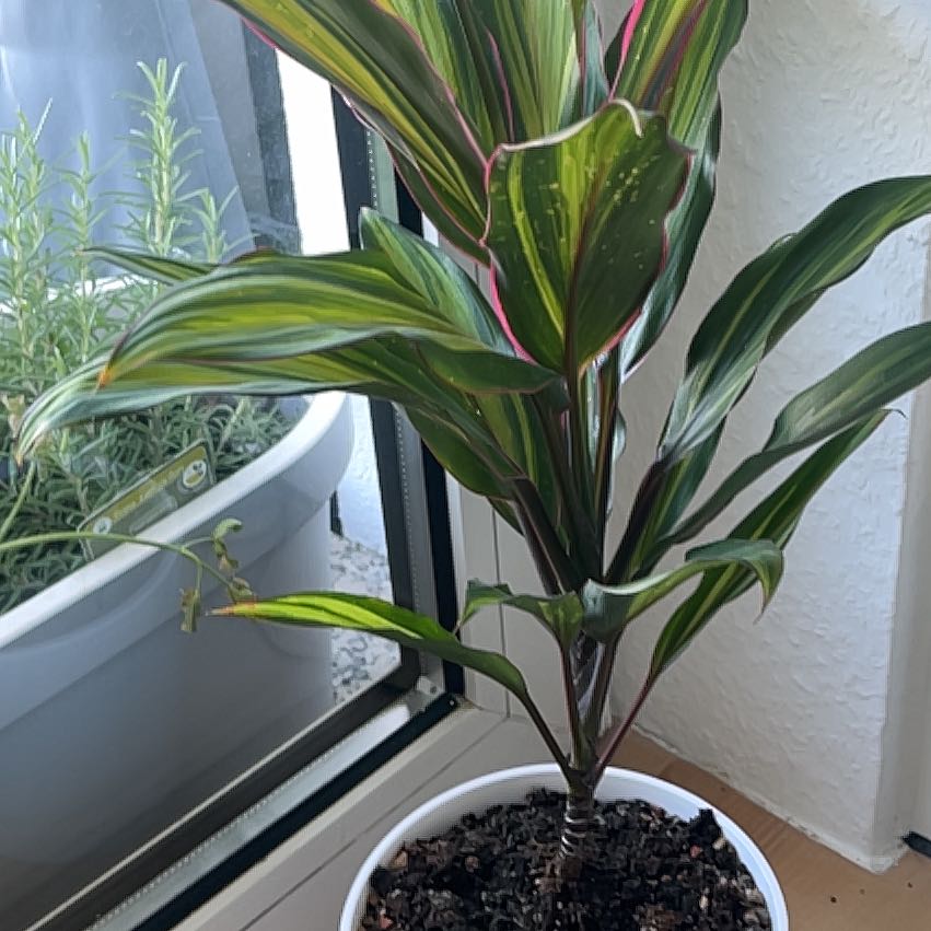 Photo of the plant species Drácena Kiwi by @GemFielddodder named Duke on Greg, the plant care app