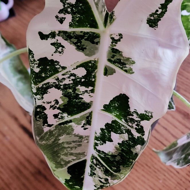 Photo of the plant species Alocasia Frydek Variegated by @StrategicRedlog named Girlfrond on Greg, the plant care app