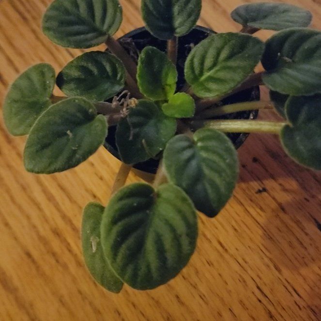 Photo of the plant species Mini African Violet by @StrategicRedlog named Kendall on Greg, the plant care app