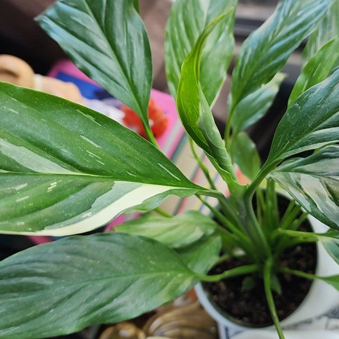 Photo of the plant species Variegated Peace Lily by @StrategicRedlog named ChloroPhil on Greg, the plant care app