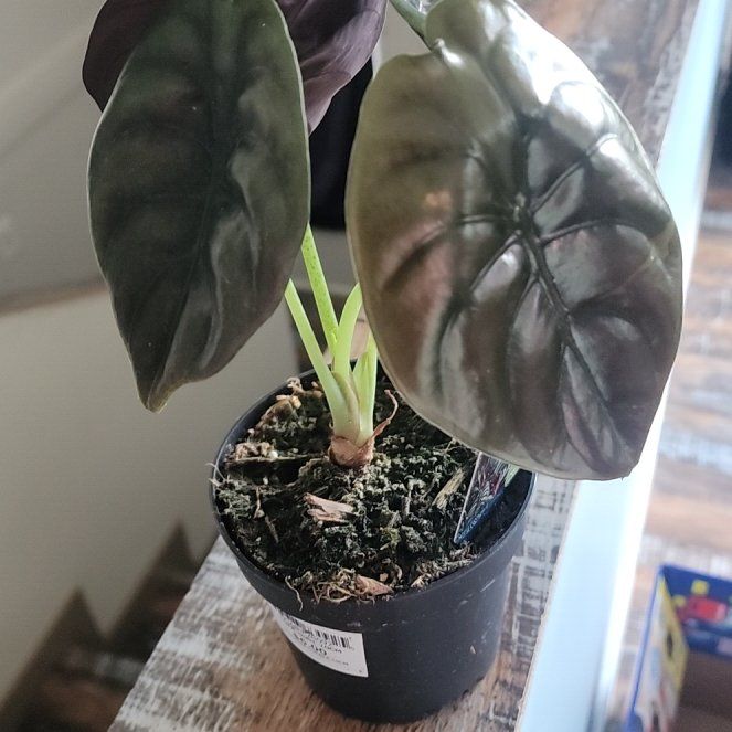 Photo of the plant species Alocasia Cuprea by @StrategicRedlog named Baesil on Greg, the plant care app