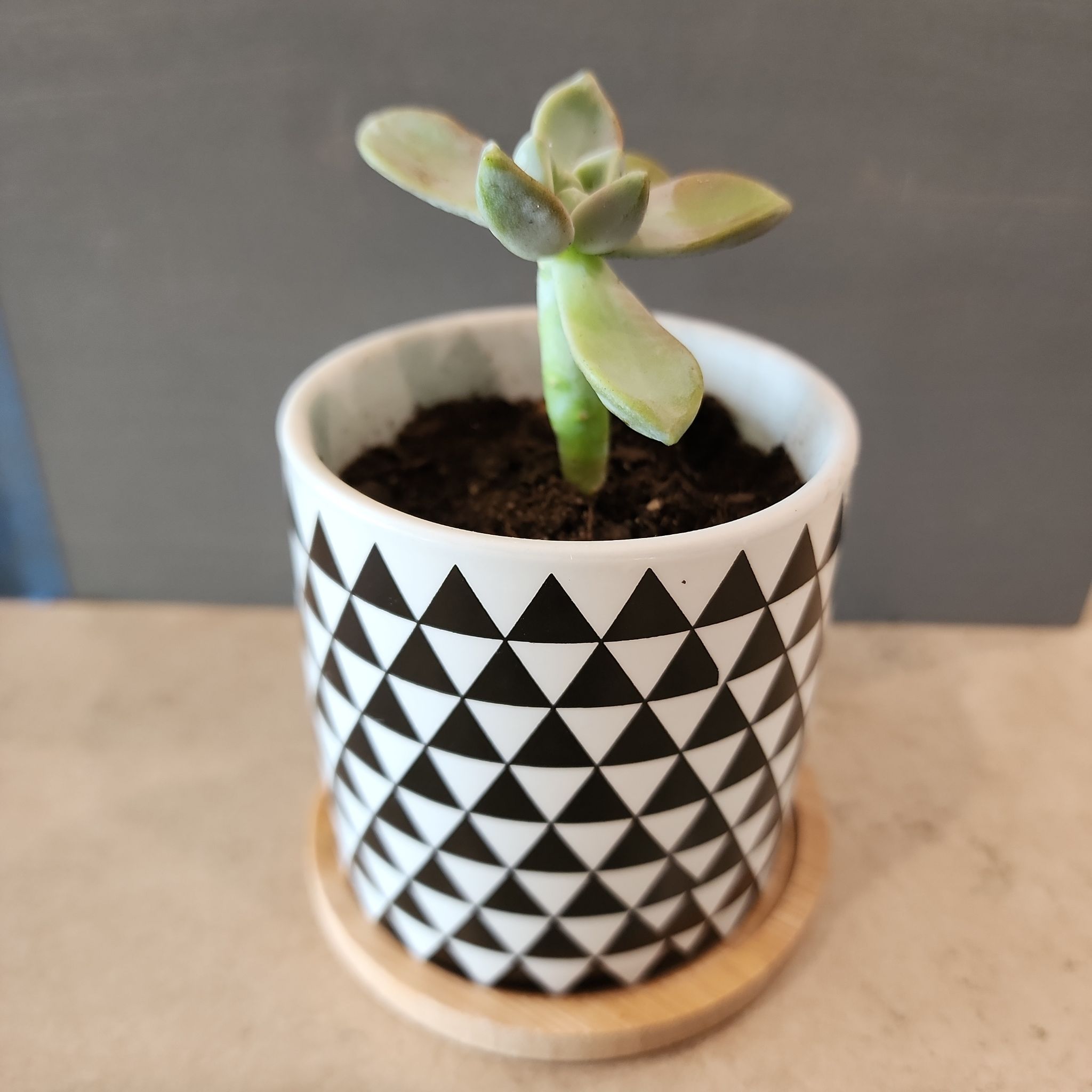 Graptosedum 'Ghosty' succulent in a decorative pot with geometric pattern.