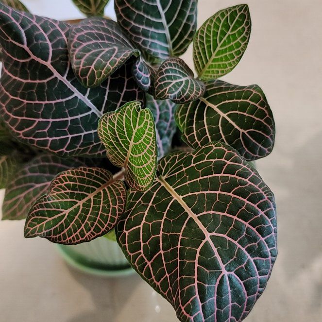 Photo of the plant species Red Vein Fittonia by @DBRNX named Homer on Greg, the plant care app