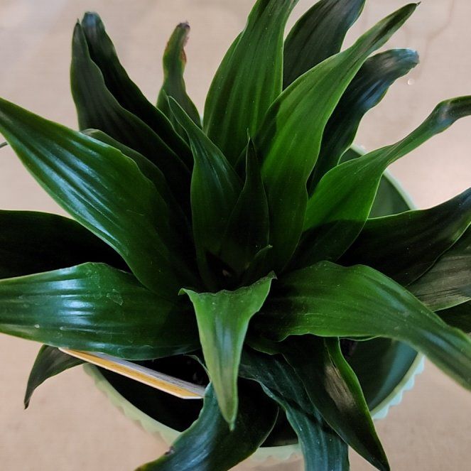 Photo of the plant species Janet Craig Plant by @DBRNX named Beckham on Greg, the plant care app