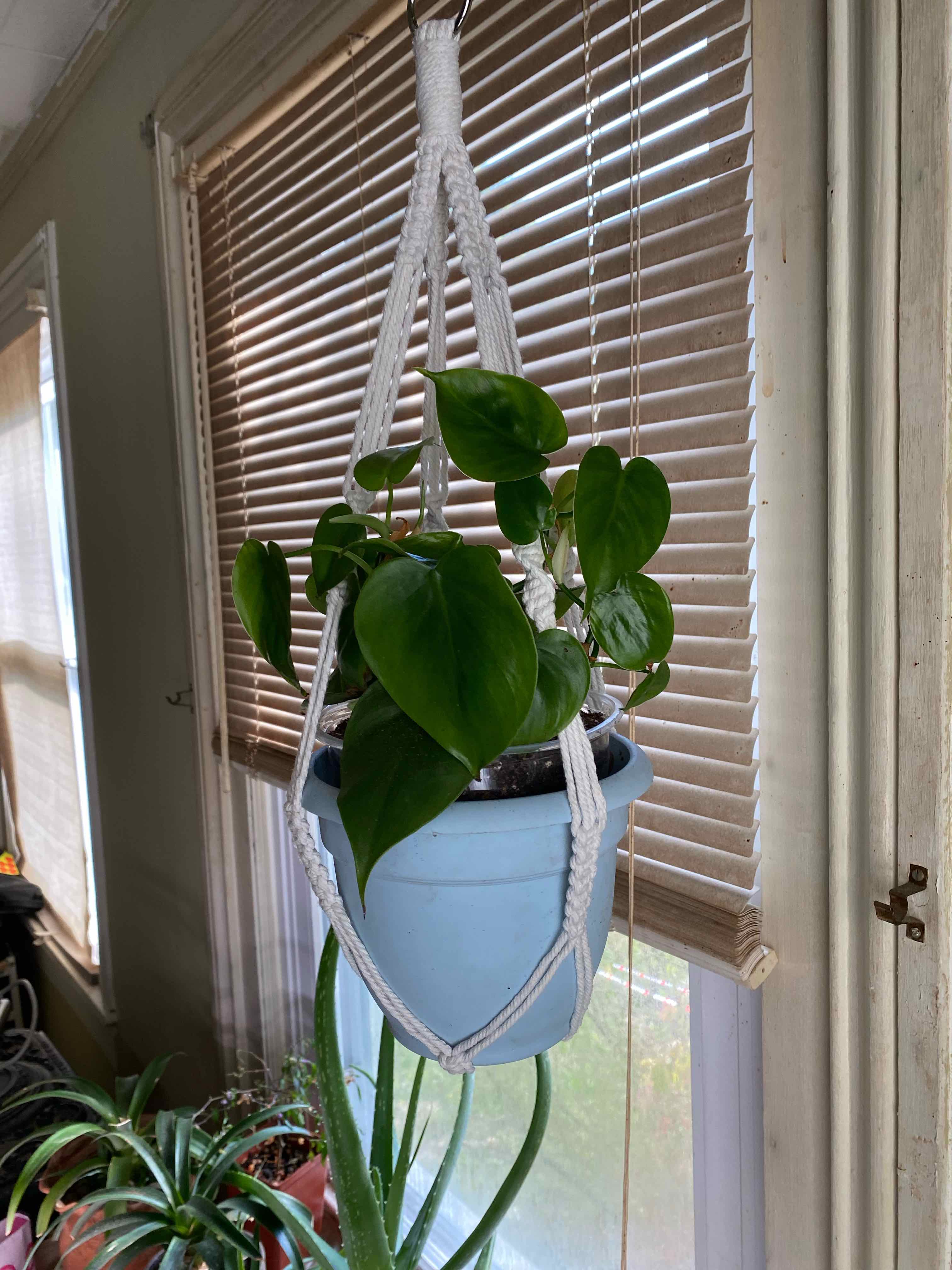 Photo of the plant species Giant Heart Philodendron by @SuperStace named Gobi on Greg, the plant care app