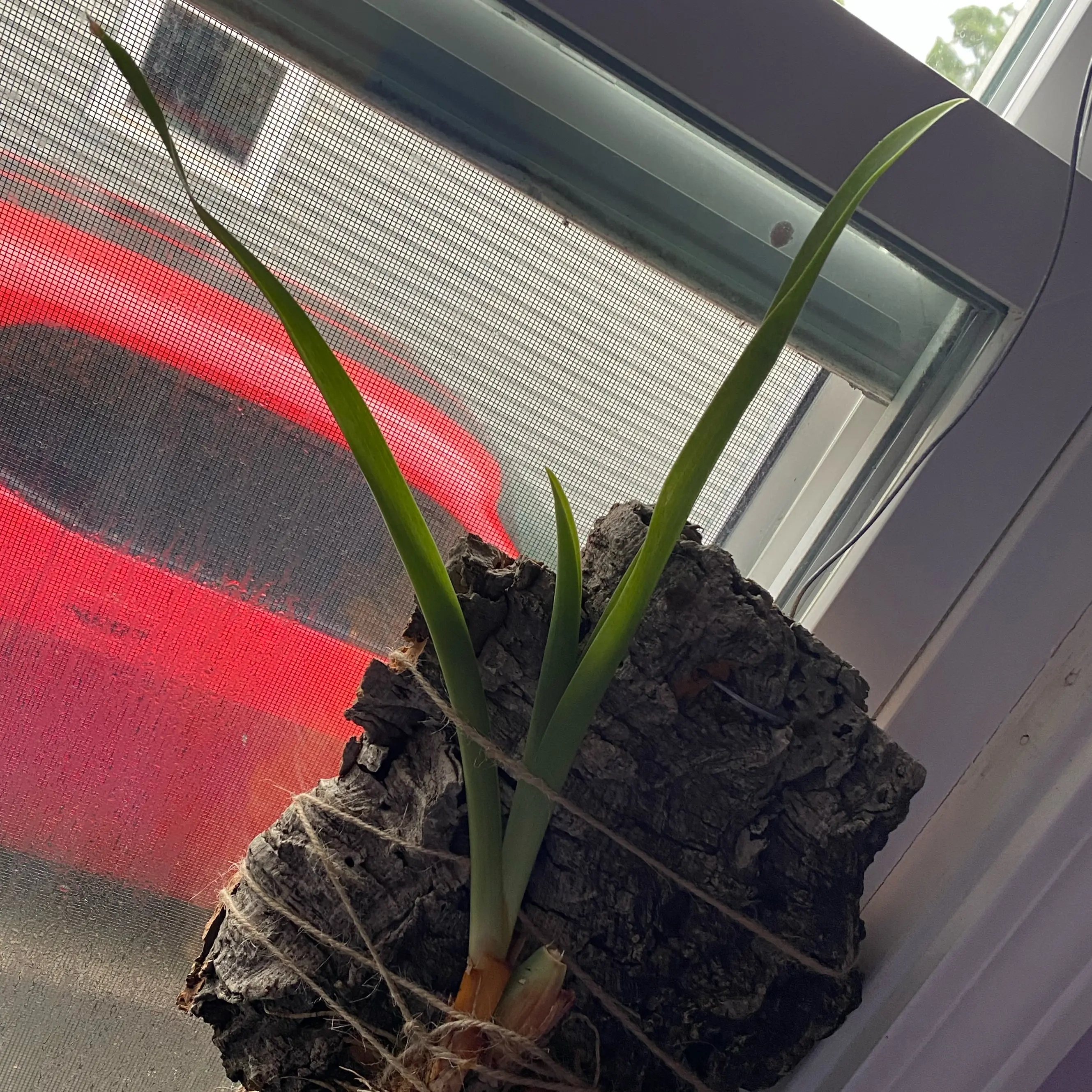 Photo of the plant species Golden Oncidium by @SuperStace named Zion (Sun Glow -Amazing) on Greg, the plant care app