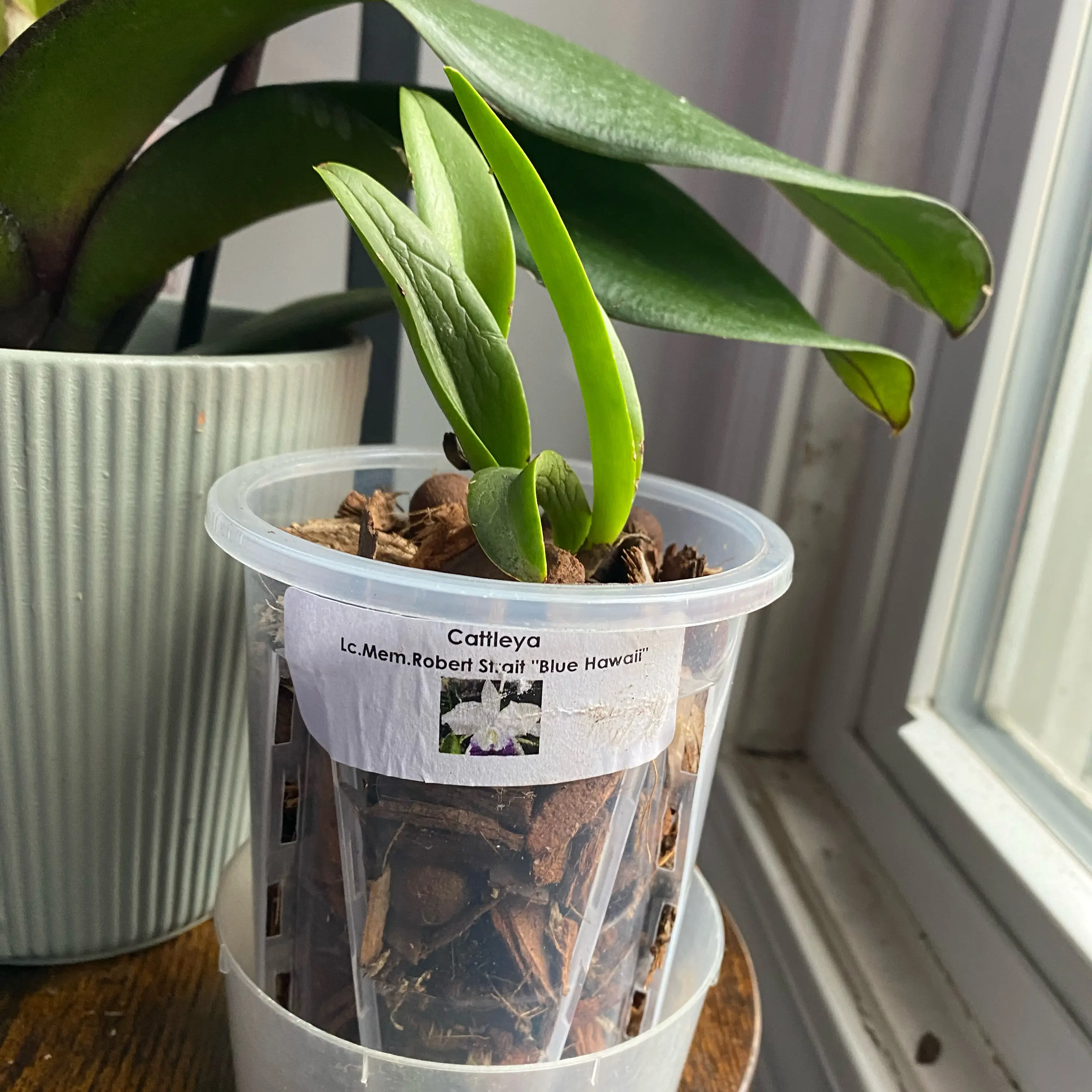 Photo of the plant species Cattleya by @SuperStace named Eva Blue Hawaii on Greg, the plant care app
