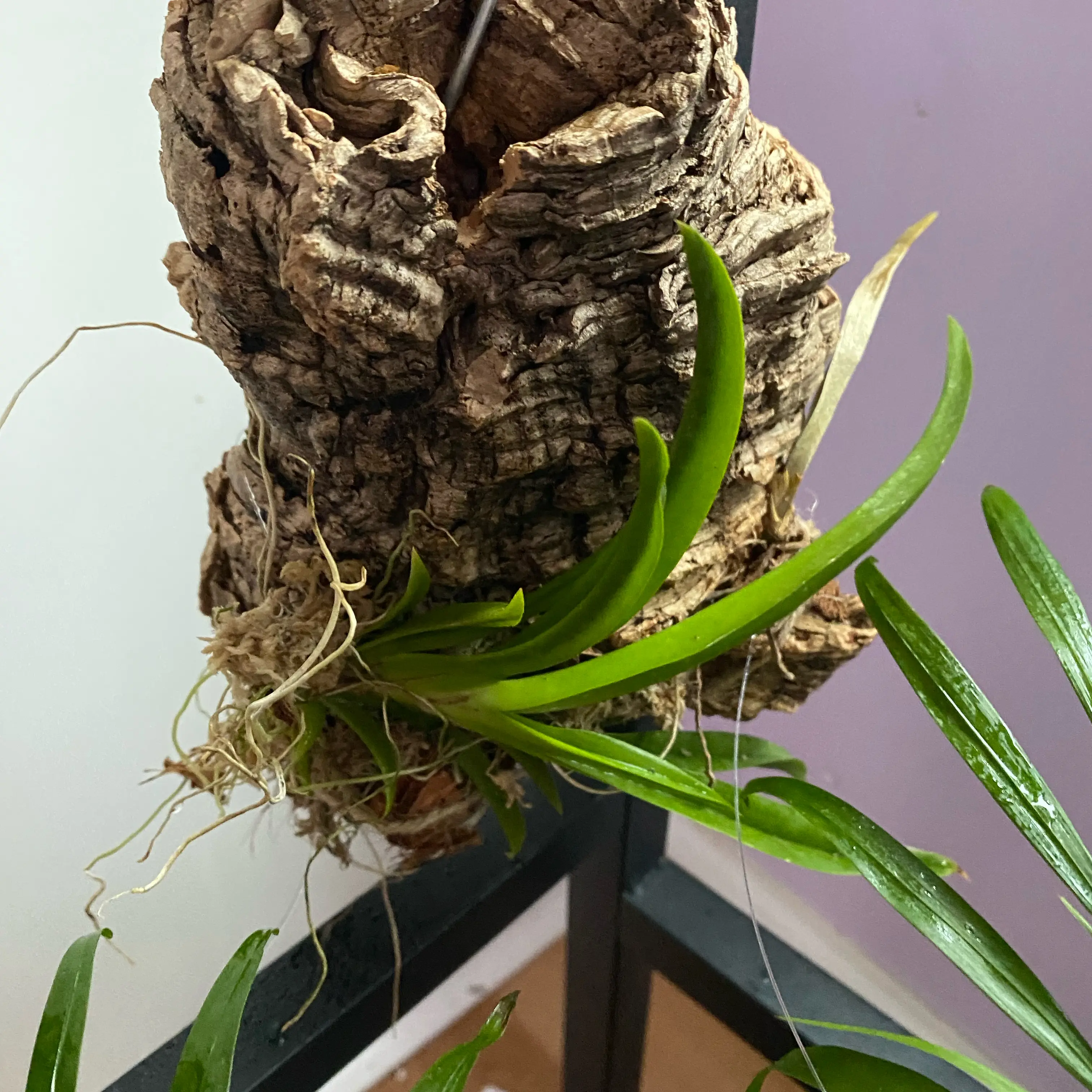 Photo of the plant species Tolumnia Orchid by @SuperStace named Terra on Greg, the plant care app